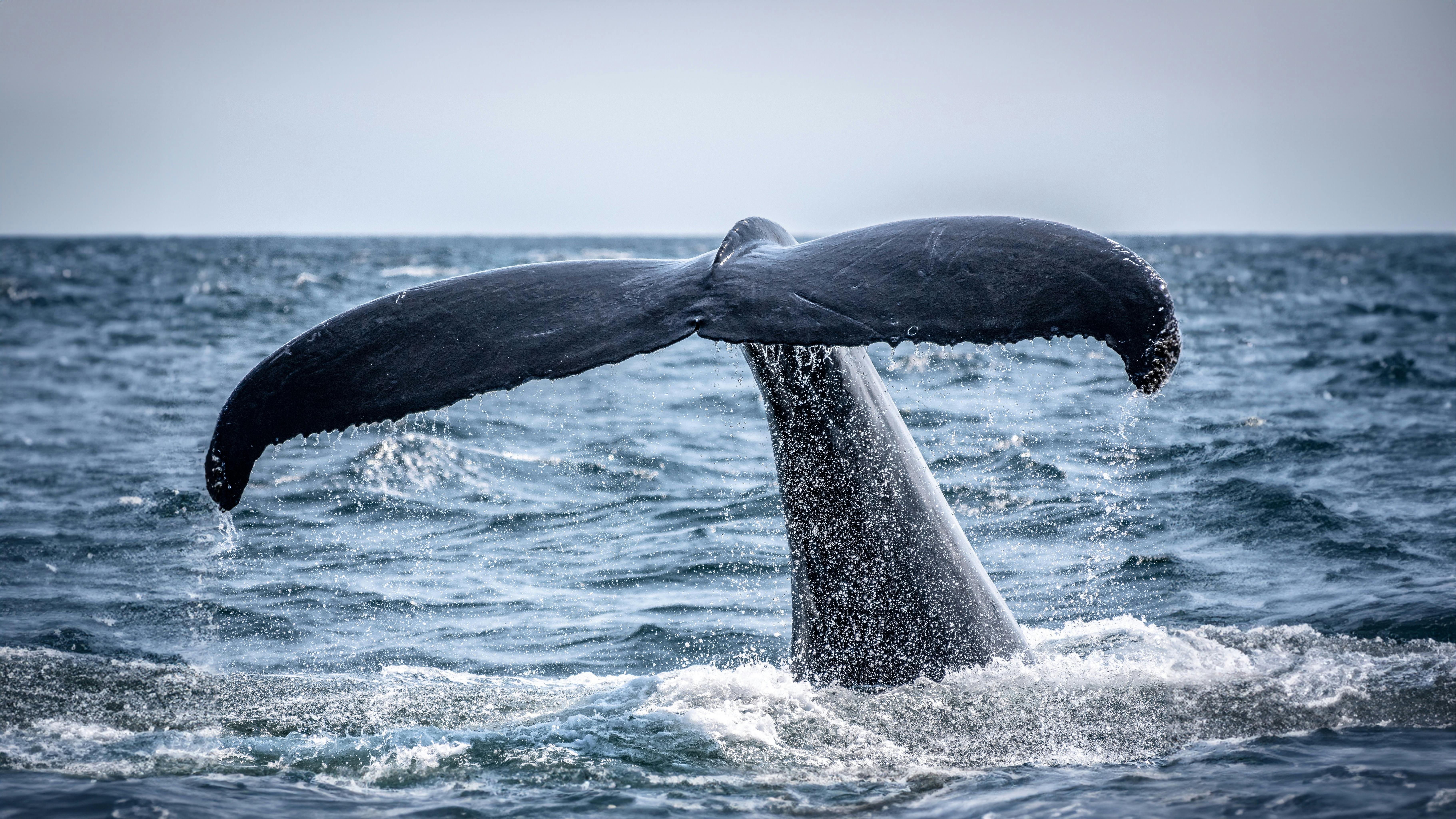 Whale Watching